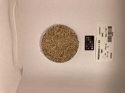 SEED